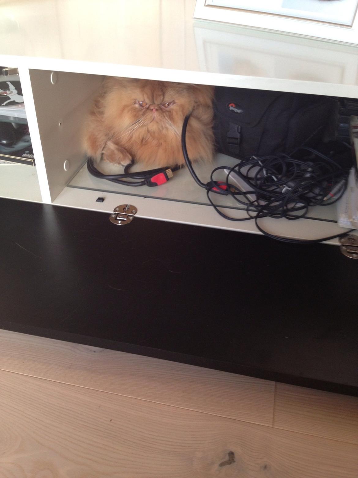 Perser Gucci misty Brown's  billede 16