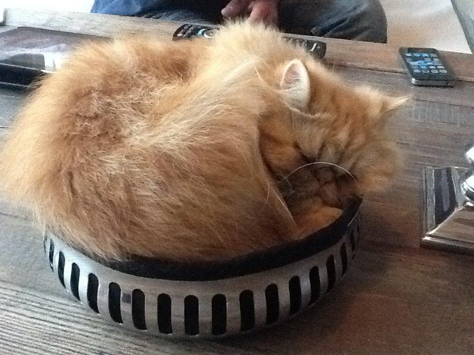 Perser Gucci misty Brown's  billede 17