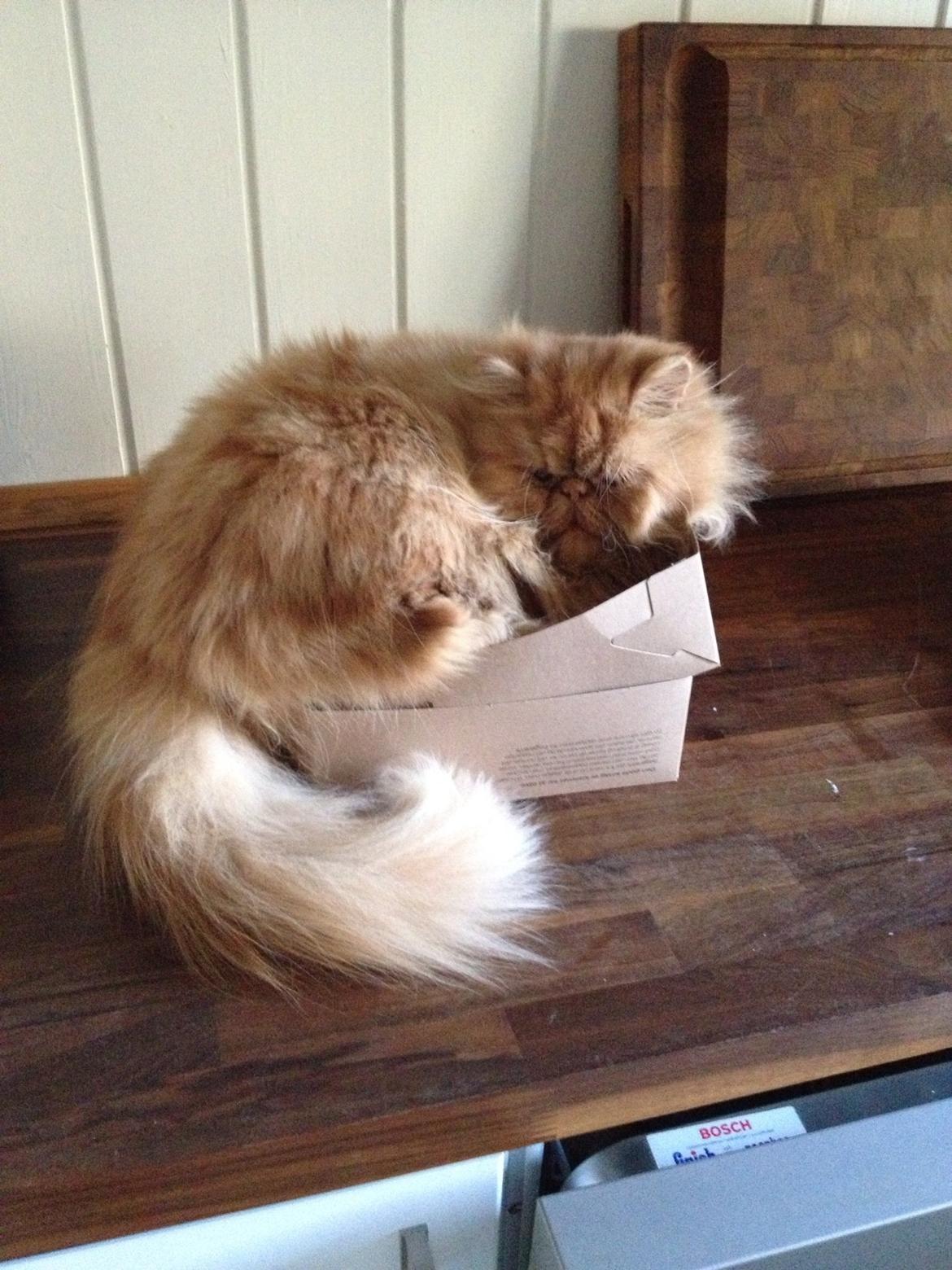 Perser Gucci misty Brown's  billede 18