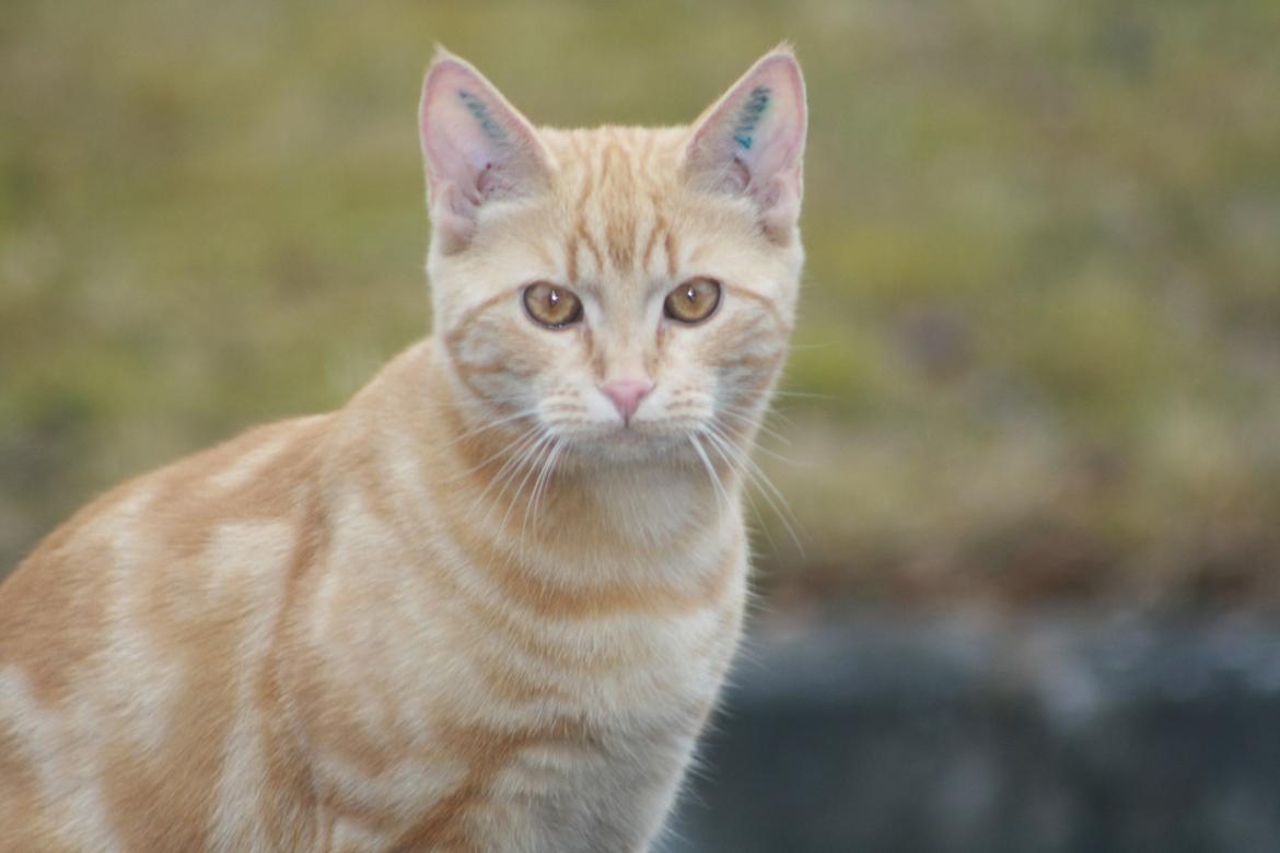 Huskat Lui billede 2