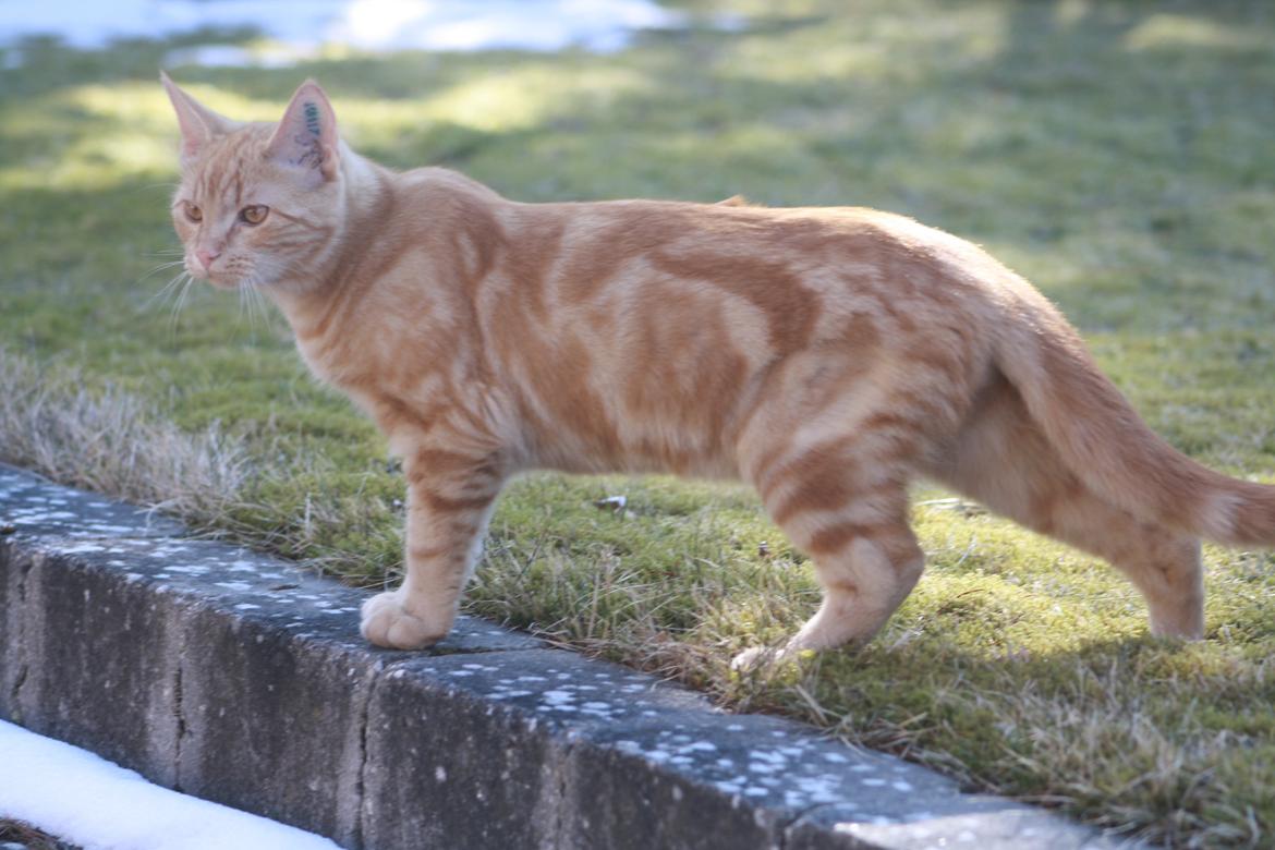 Huskat Lui billede 3