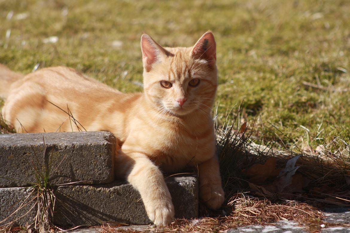 Huskat Lui billede 4