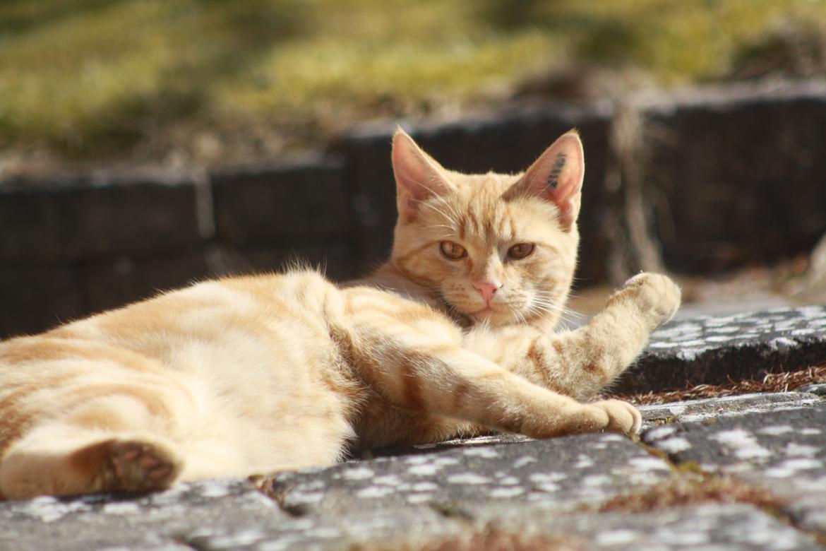 Huskat Lui billede 5