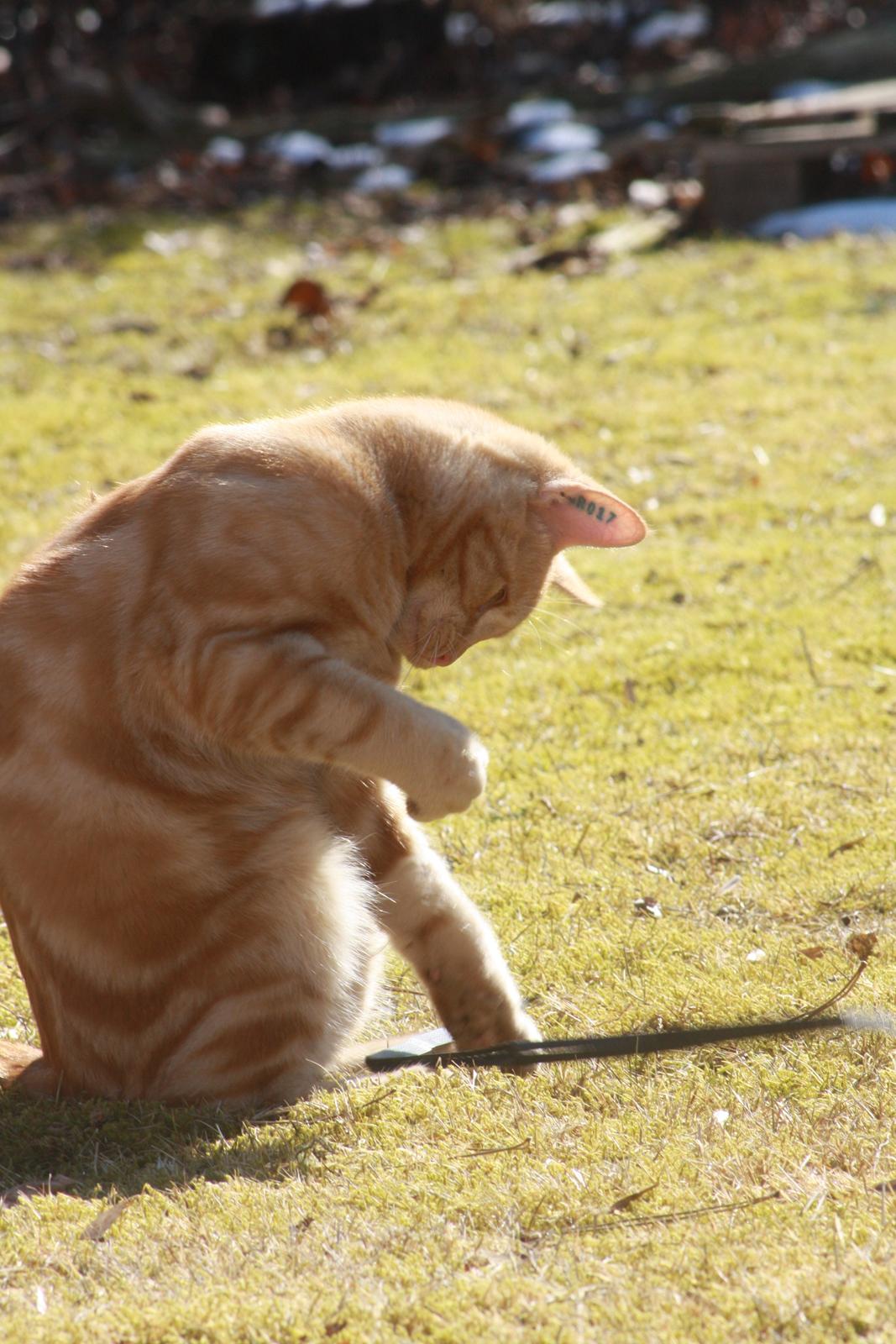 Huskat Lui billede 6