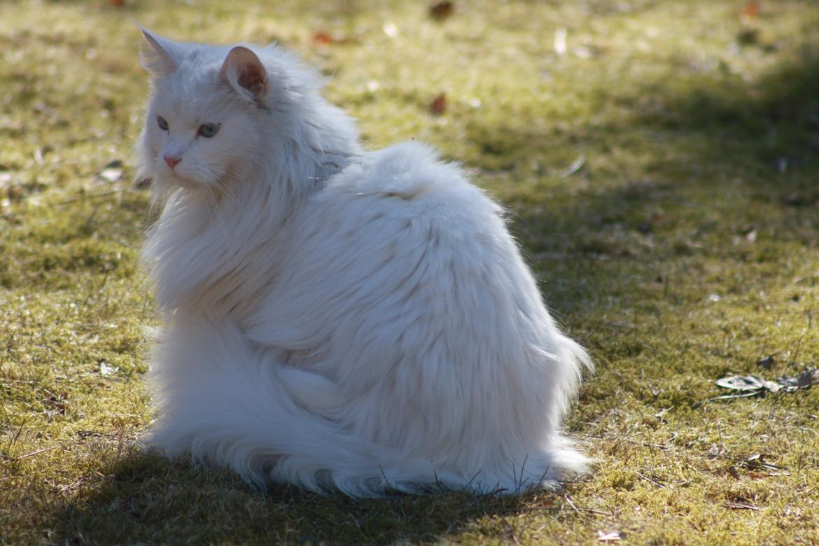 Maine Coon Tiggy billede 6