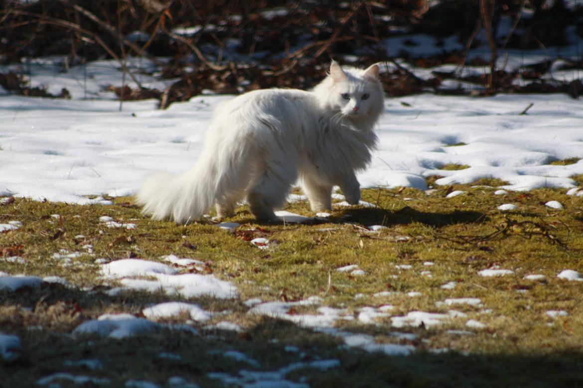Maine Coon Tiggy billede 7