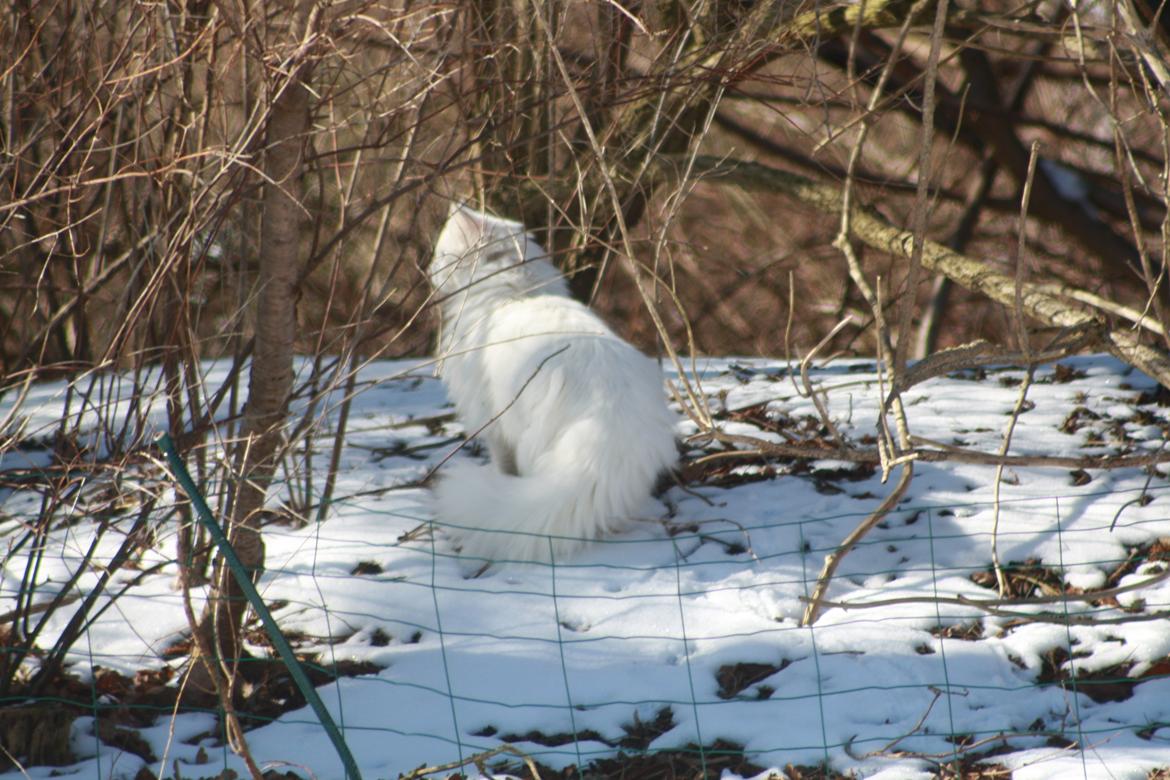 Maine Coon Tiggy billede 8