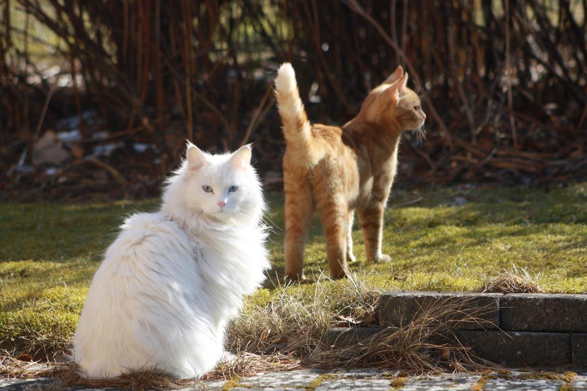 Maine Coon Tiggy billede 9