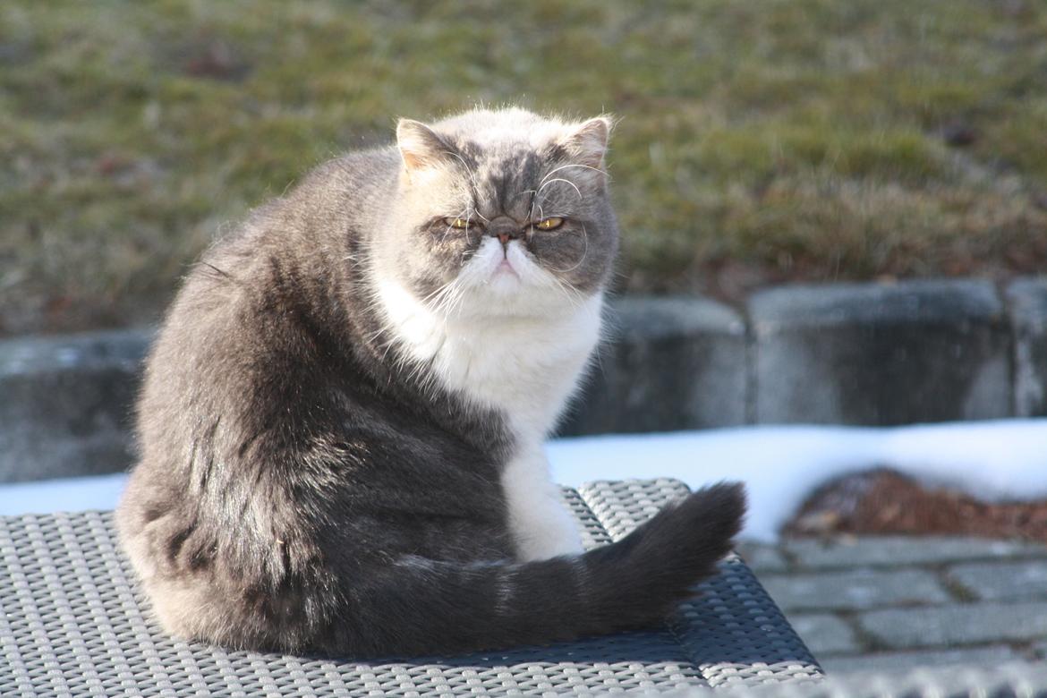 Exotic Dimse billede 18