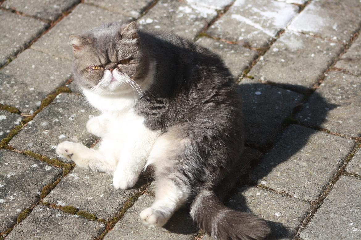 Exotic Dimse billede 19