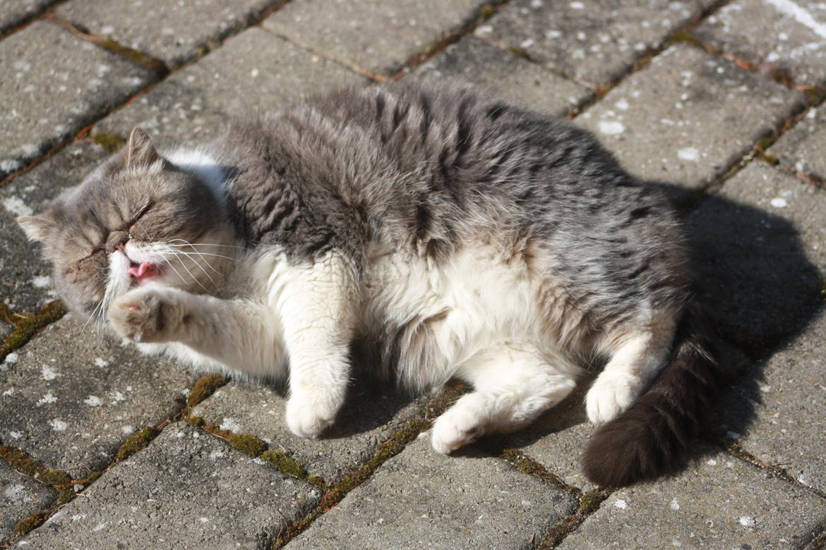 Exotic Dimse billede 20