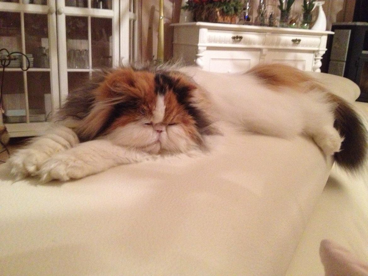 Perser Daisy dk namyslo's lilli Mai  billede 10