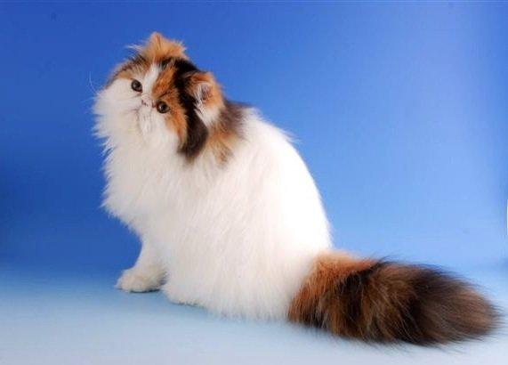 Perser Daisy dk namyslo's lilli Mai  billede 12