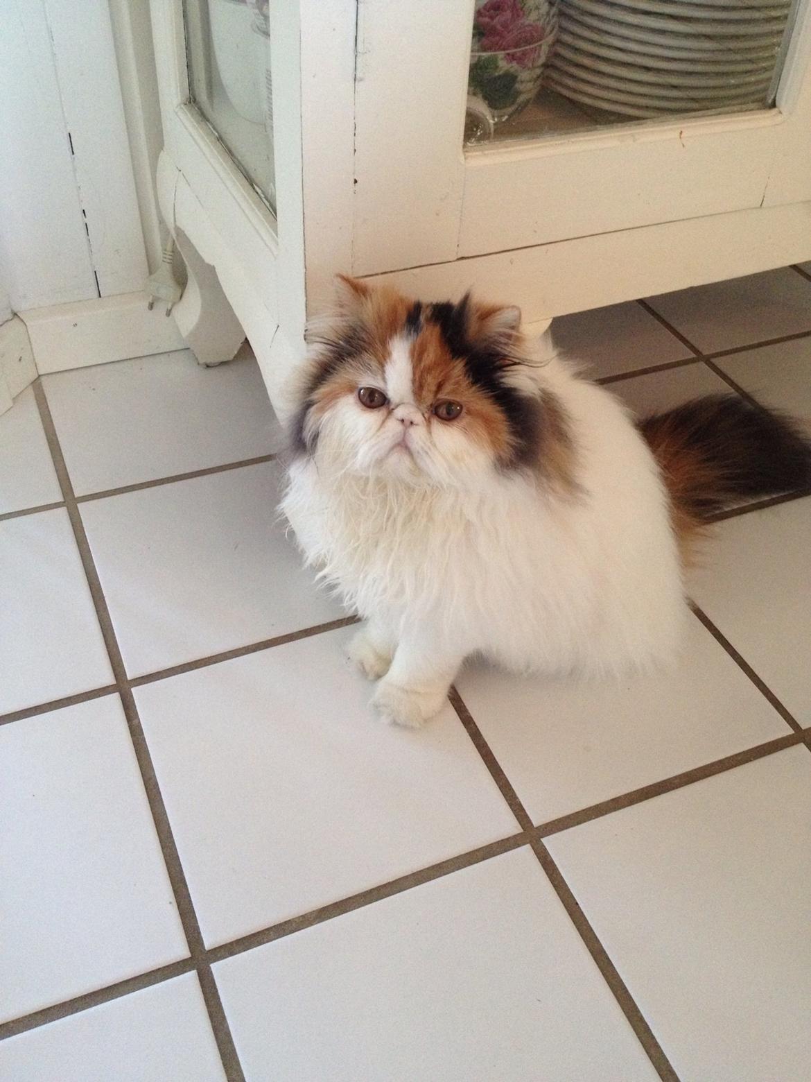 Perser Daisy dk namyslo's lilli Mai  billede 13