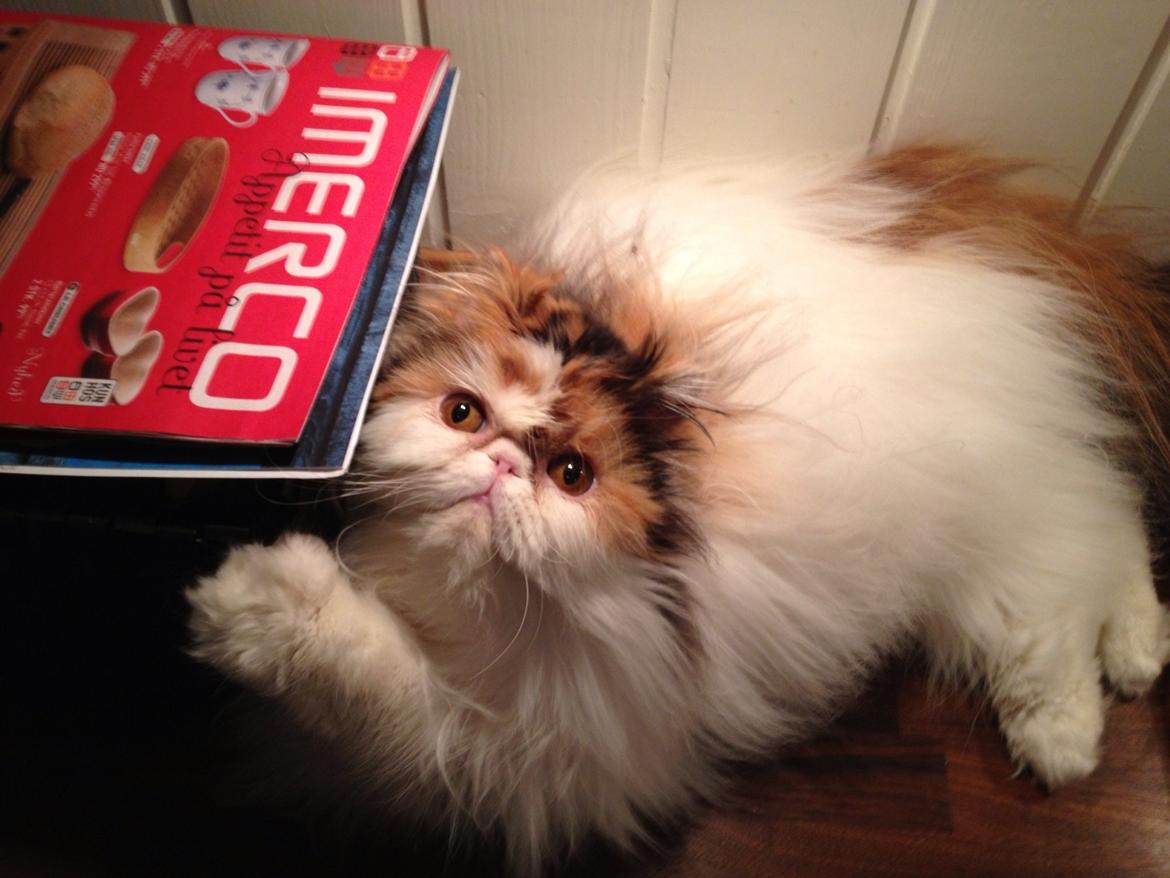 Perser Daisy dk namyslo's lilli Mai  billede 14