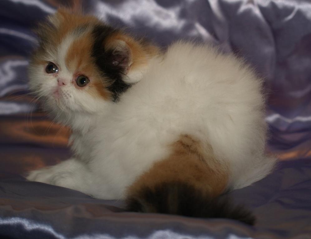 Perser Daisy dk namyslo's lilli Mai  billede 16