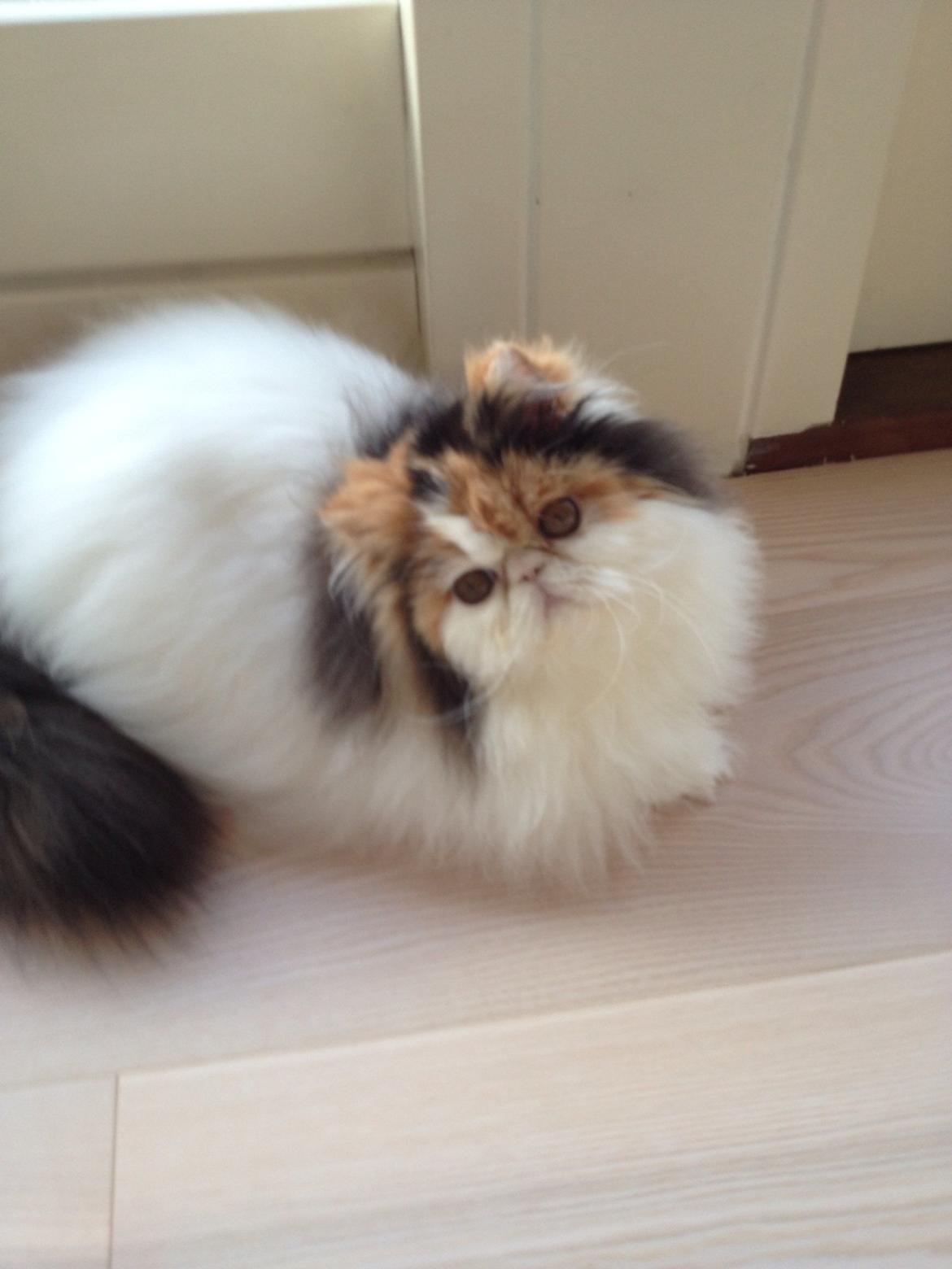 Perser Daisy dk namyslo's lilli Mai  billede 18