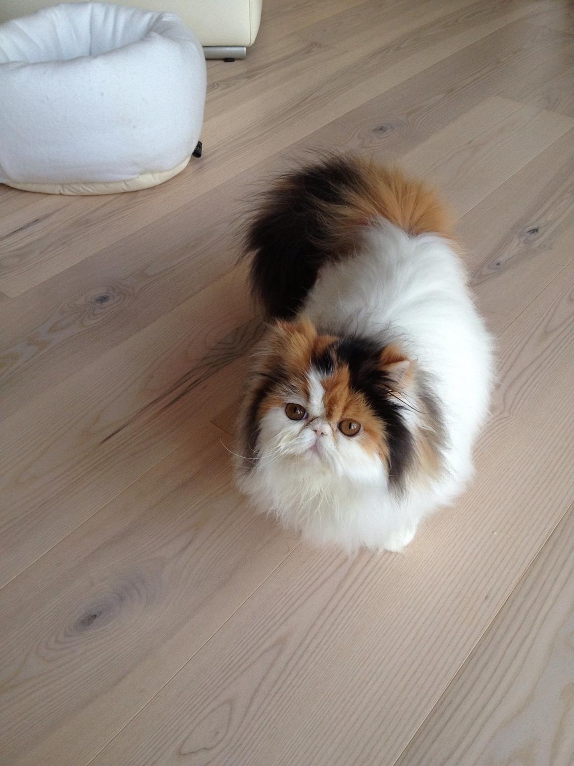 Perser Daisy dk namyslo's lilli Mai  billede 19