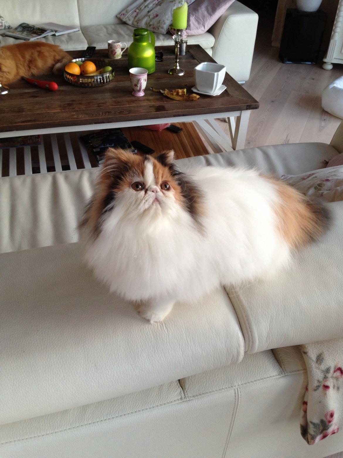 Perser Daisy dk namyslo's lilli Mai  billede 20