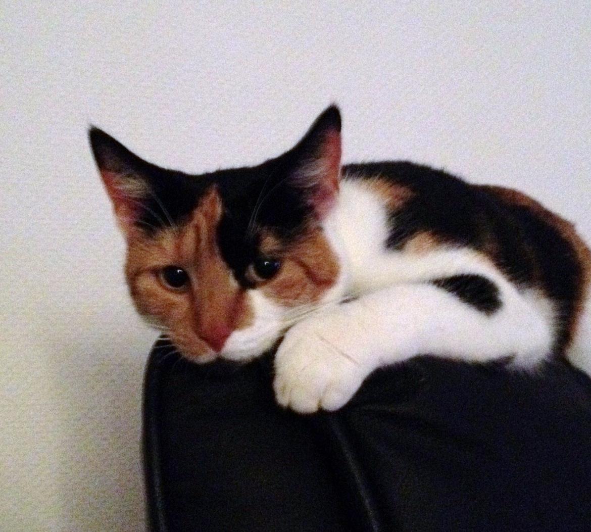 Blanding af racer Liva billede 9