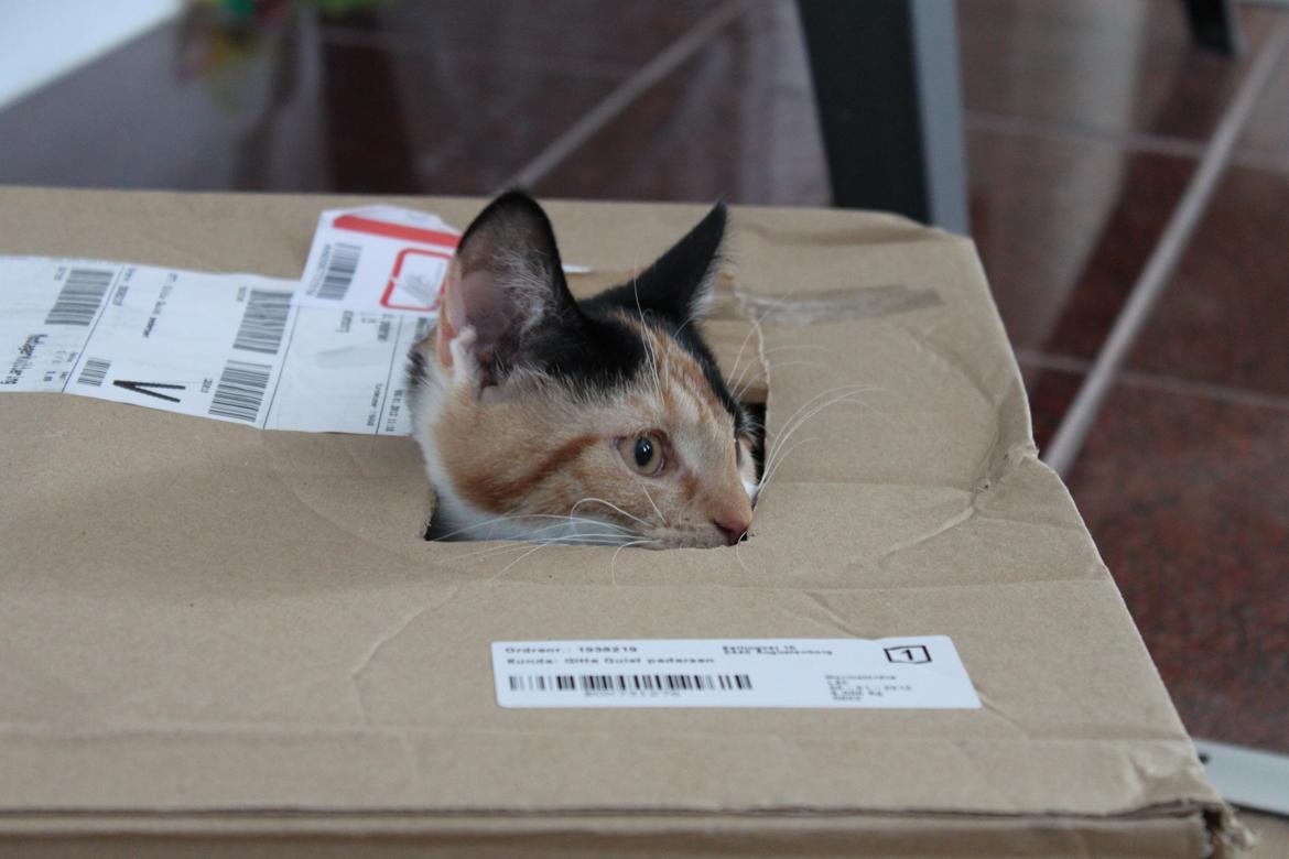 Blanding af racer Liva billede 10