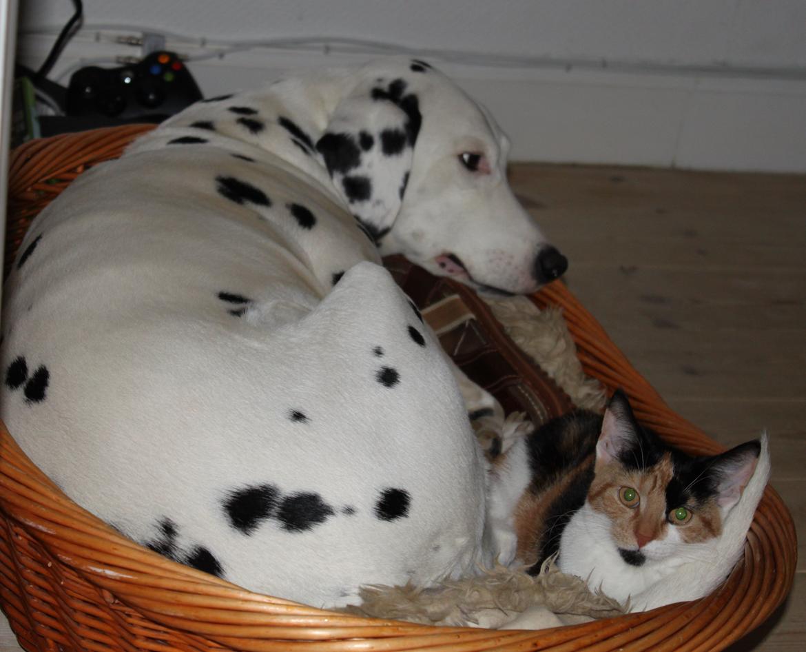 Blanding af racer Liva billede 11