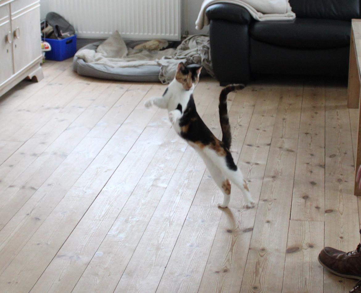 Blanding af racer Liva billede 12