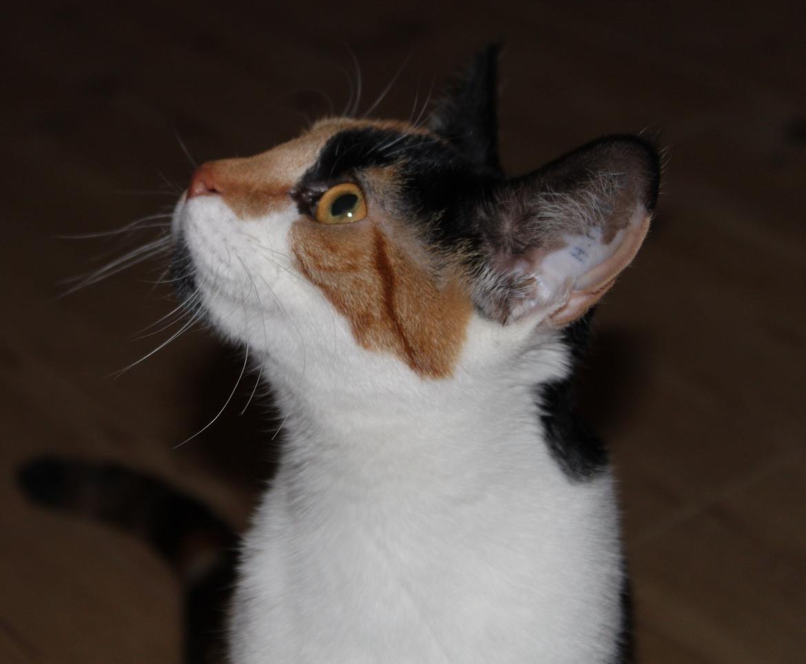 Blanding af racer Liva billede 13