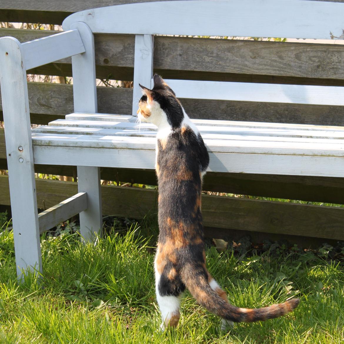 Blanding af racer Liva billede 14