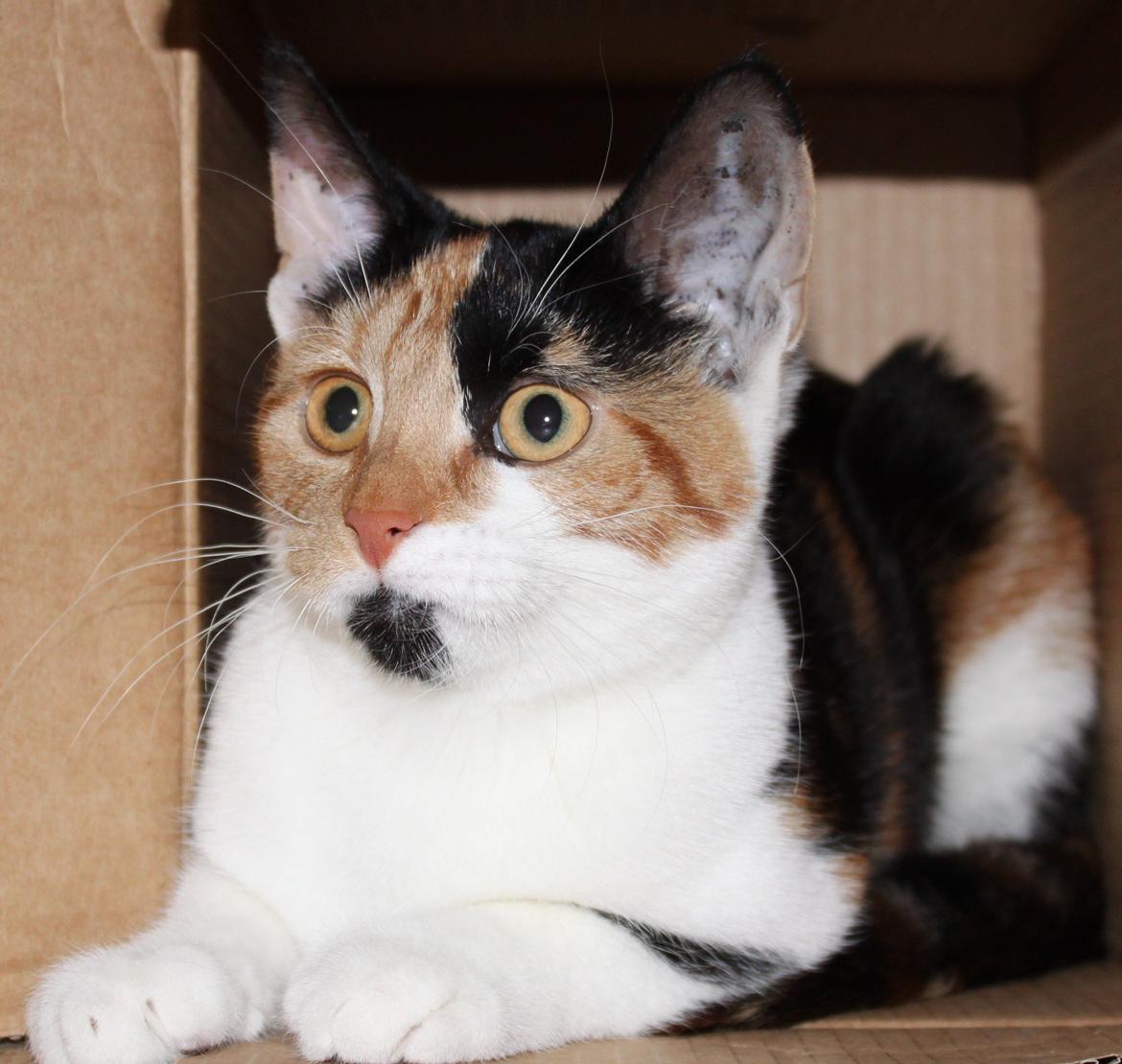 Blanding af racer Liva billede 15