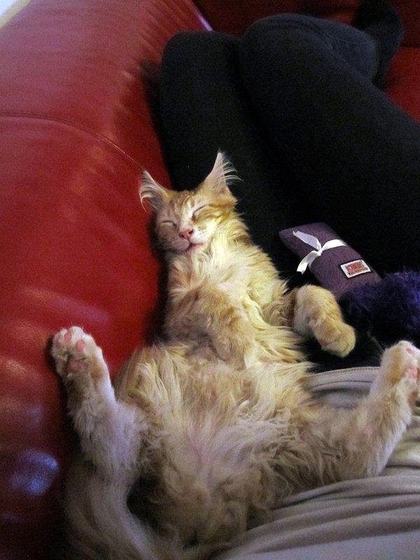 Blanding af racer Jean Pierre - Når han slapper helt af! billede 16