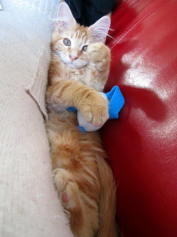 Blanding af racer Jean Pierre - Jean Pierre i "smørhullet" billede 15