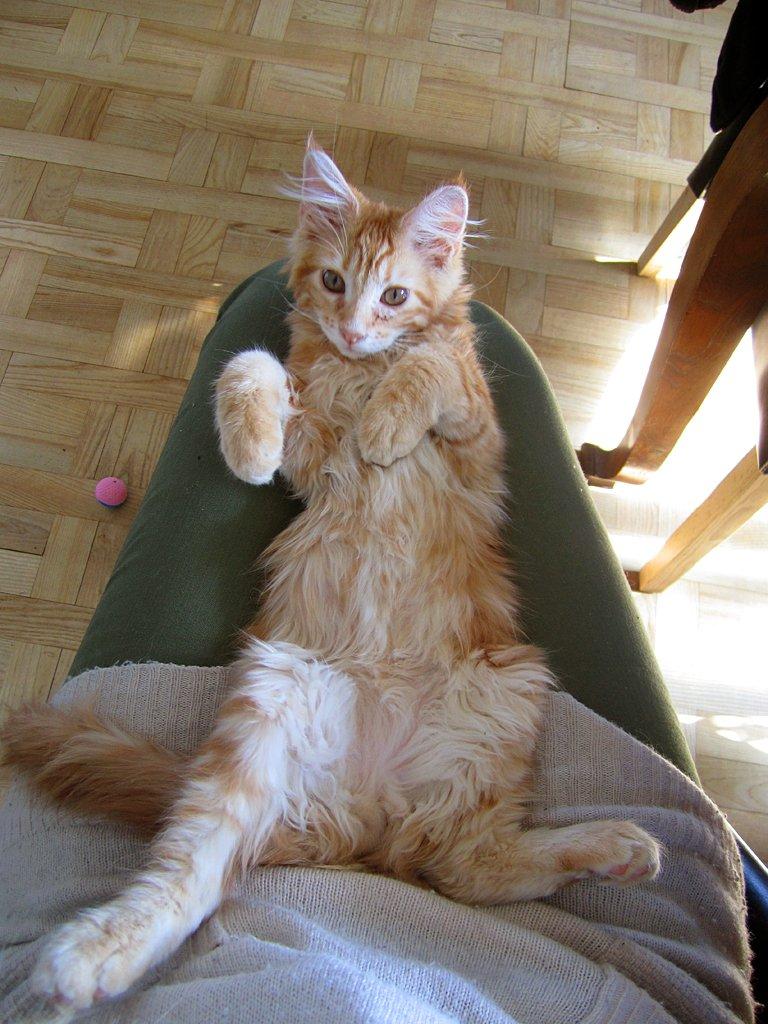 Blanding af racer Jean Pierre - Hvem kan modstå denne lille fyr? billede 13