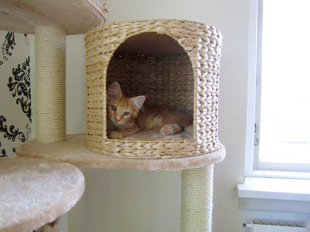 Blanding af racer Jean Pierre billede 20