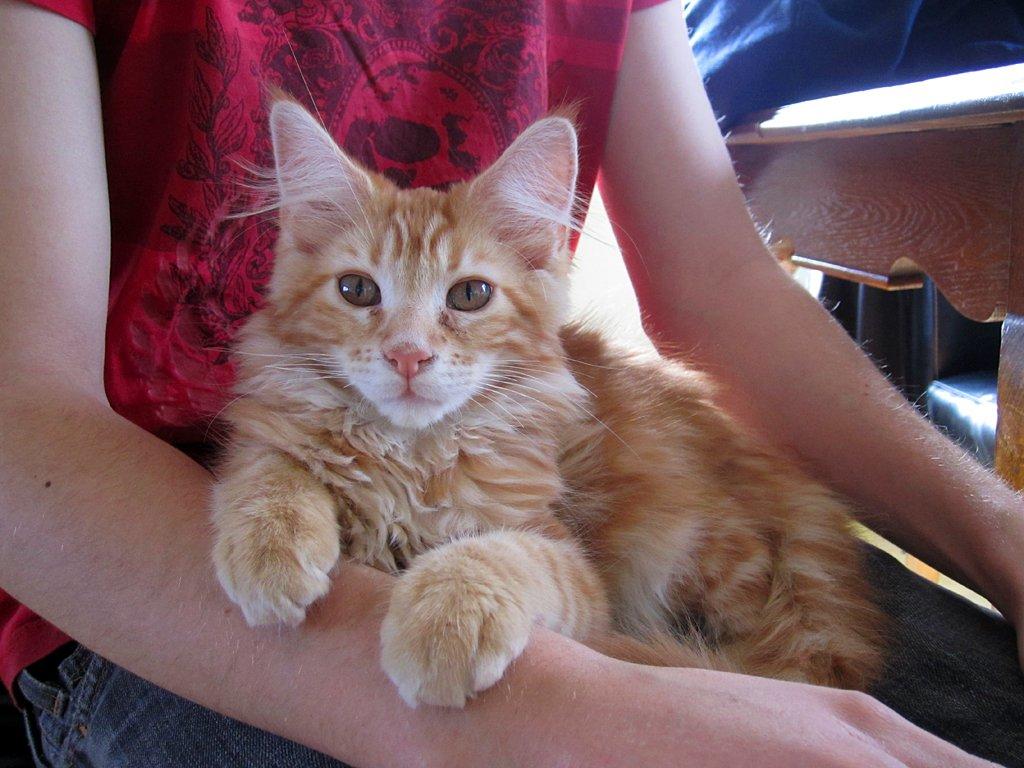 Blanding af racer Jean Pierre billede 18