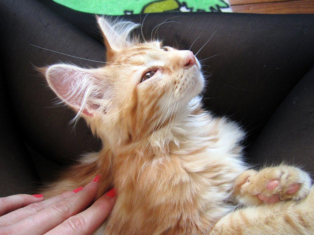 Blanding af racer Jean Pierre billede 19