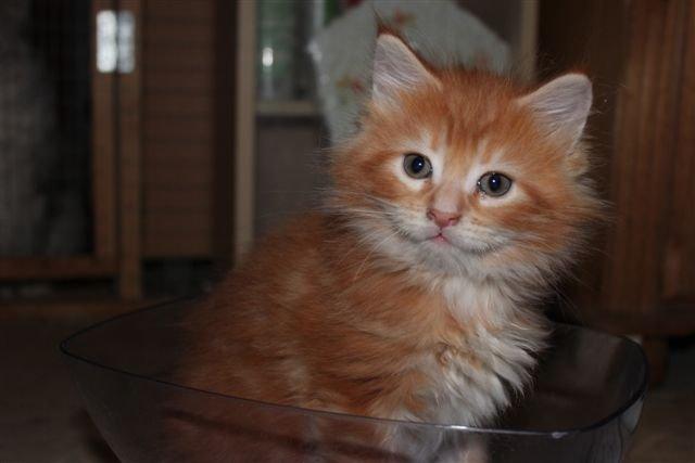 Blanding af racer Jean Pierre - Da han stadig boede "hjemme" billede 22