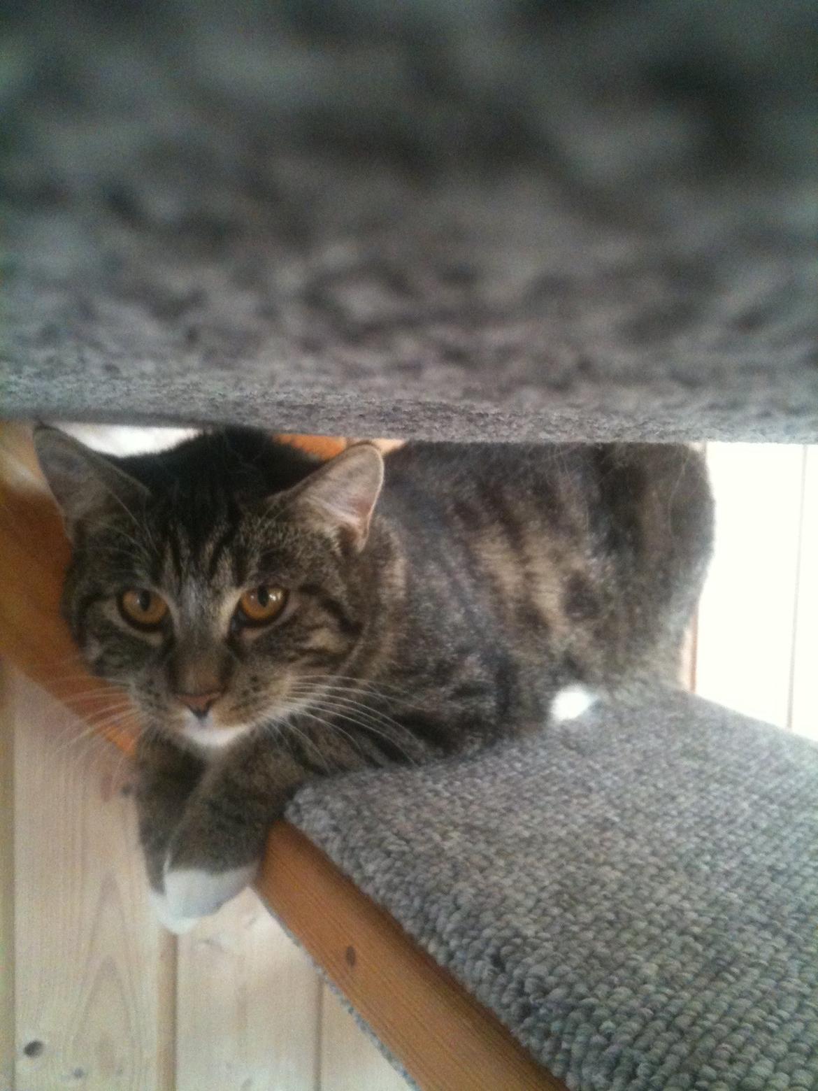 Huskat Cecilie billede 17