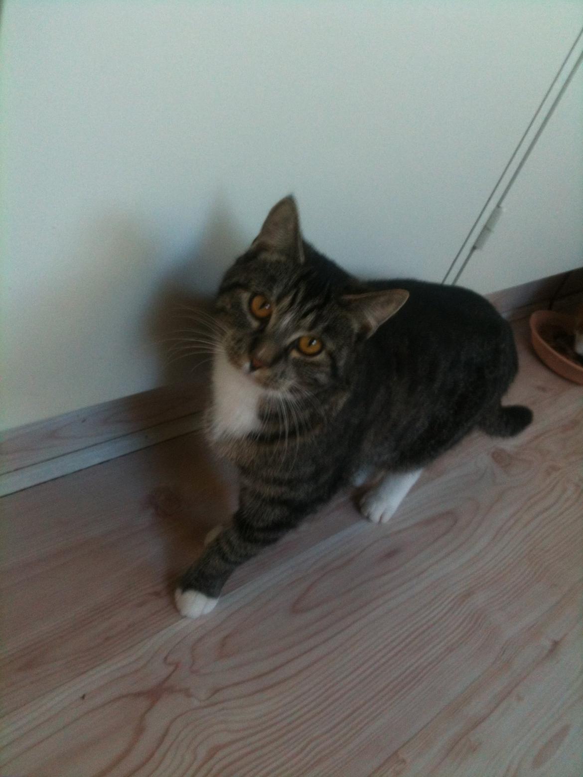 Huskat Cecilie billede 10