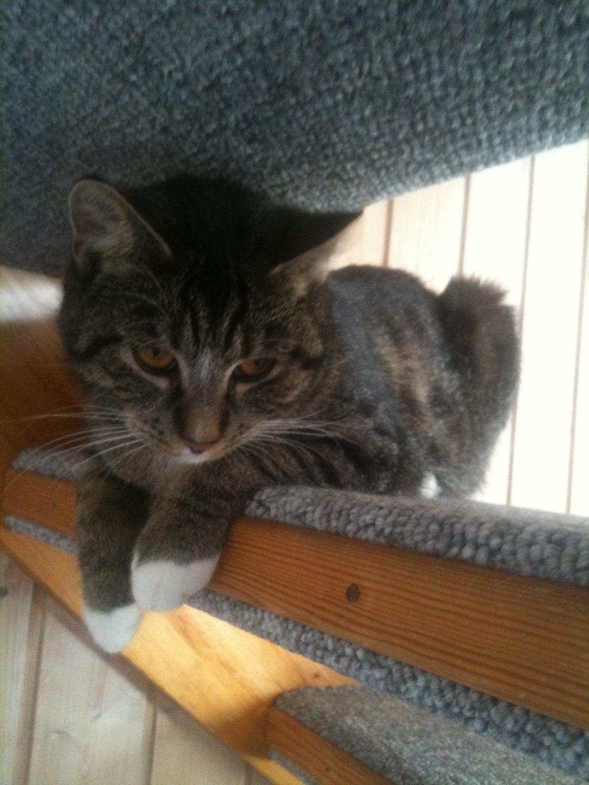 Huskat Cecilie billede 18