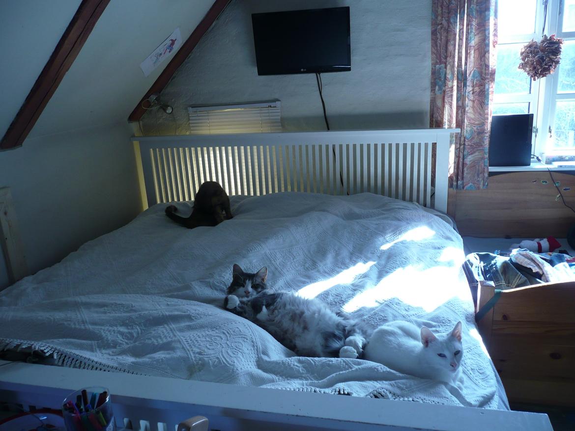 Blanding af racer Athena billede 15