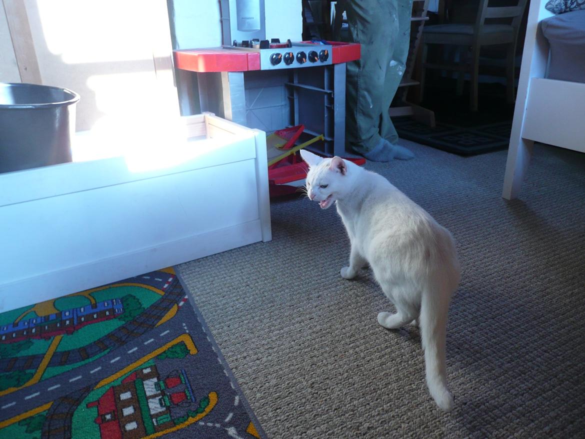 Blanding af racer Athena billede 16