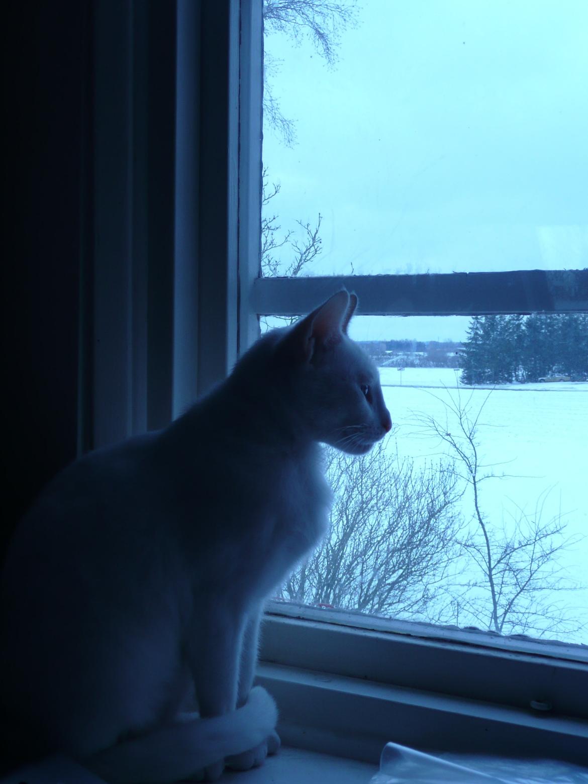 Blanding af racer Athena billede 1