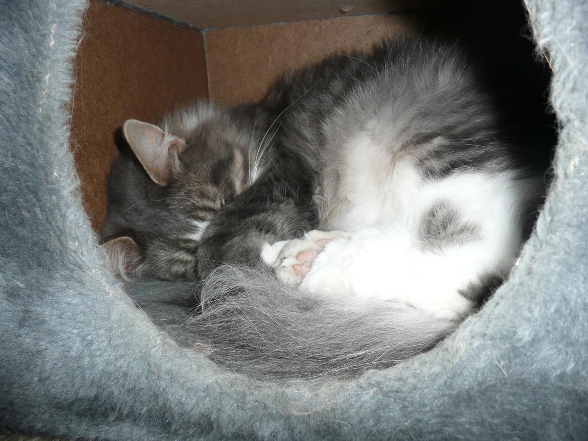 Blanding af racer Fandi billede 10