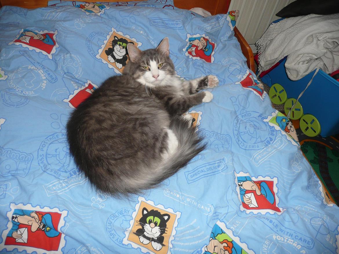 Blanding af racer Fandi billede 1