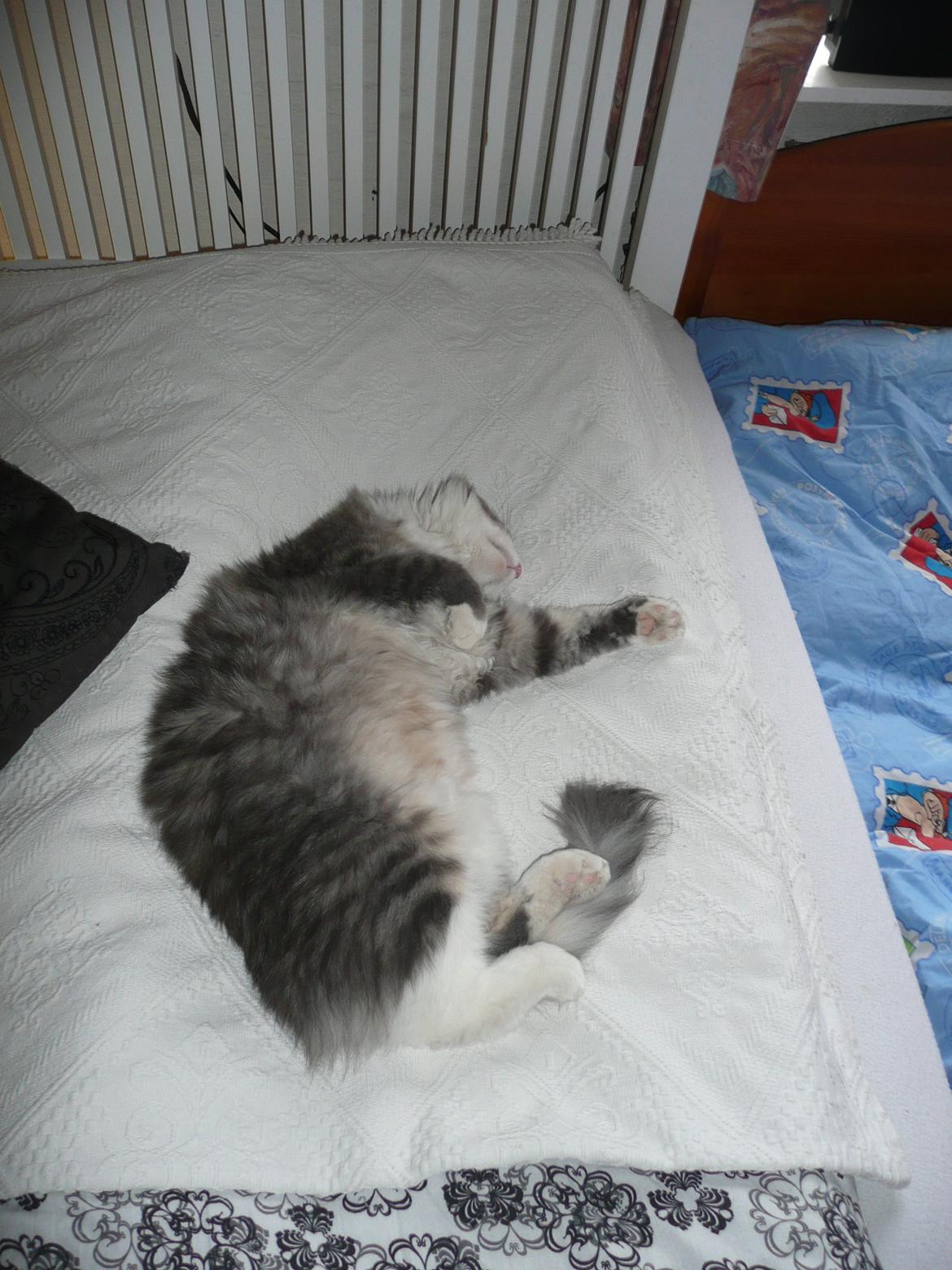 Blanding af racer Fandi billede 2