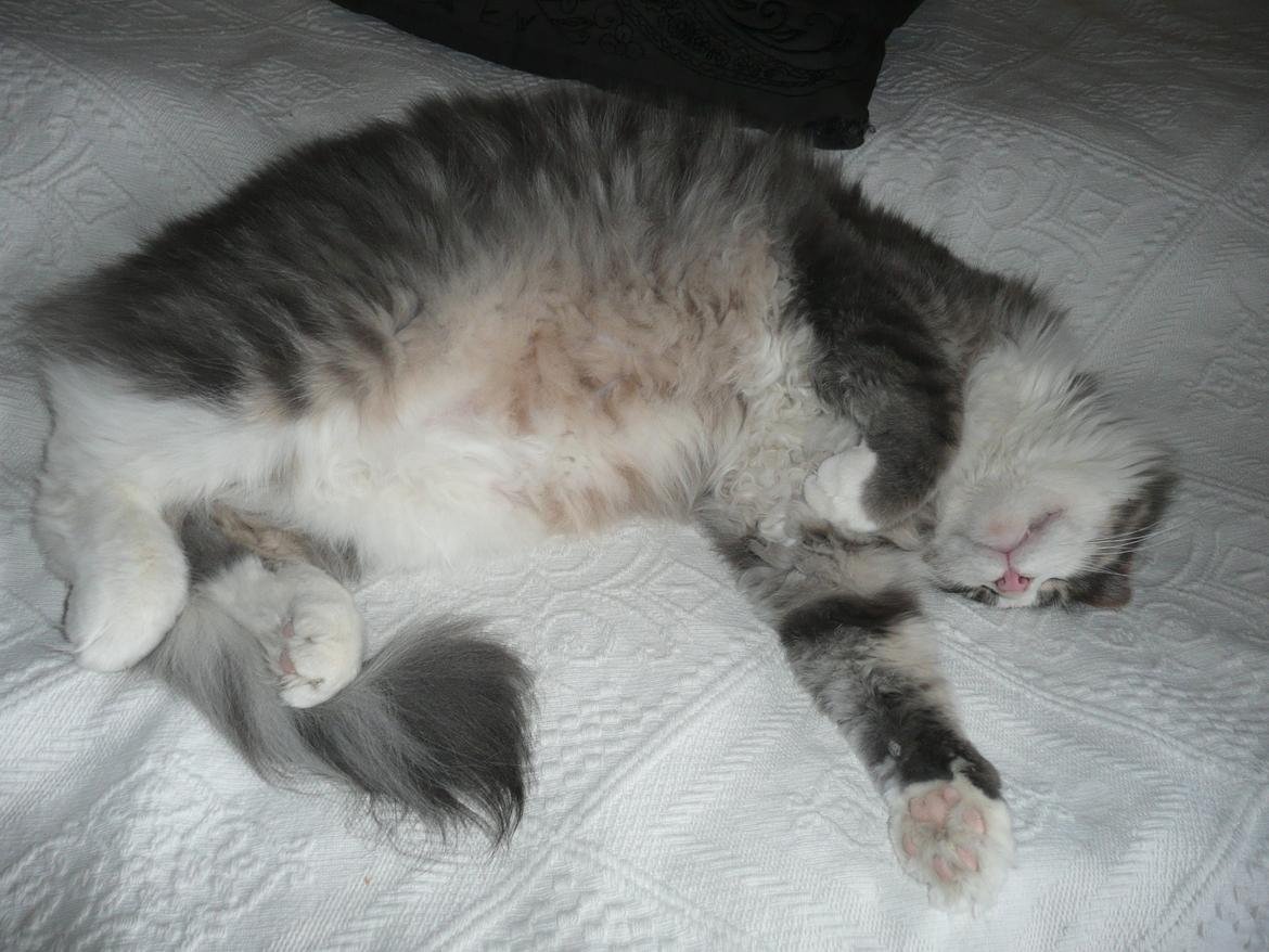 Blanding af racer Fandi billede 12