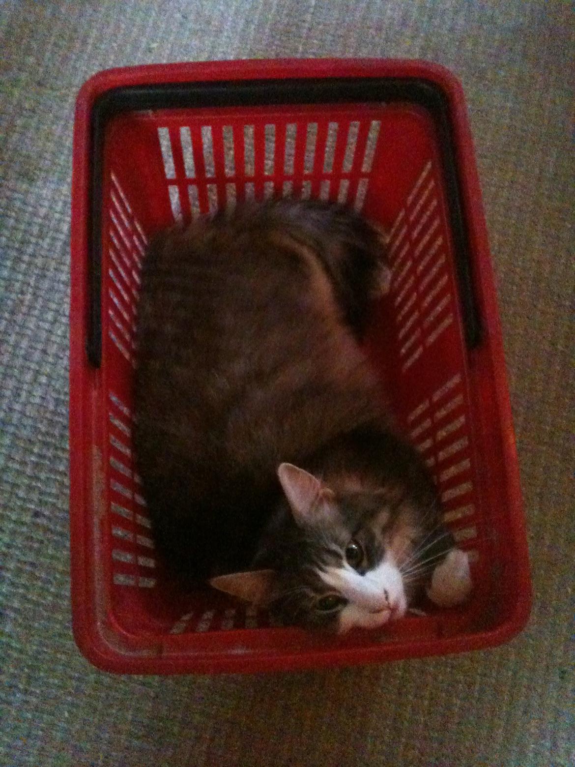 Blanding af racer Fandi billede 13