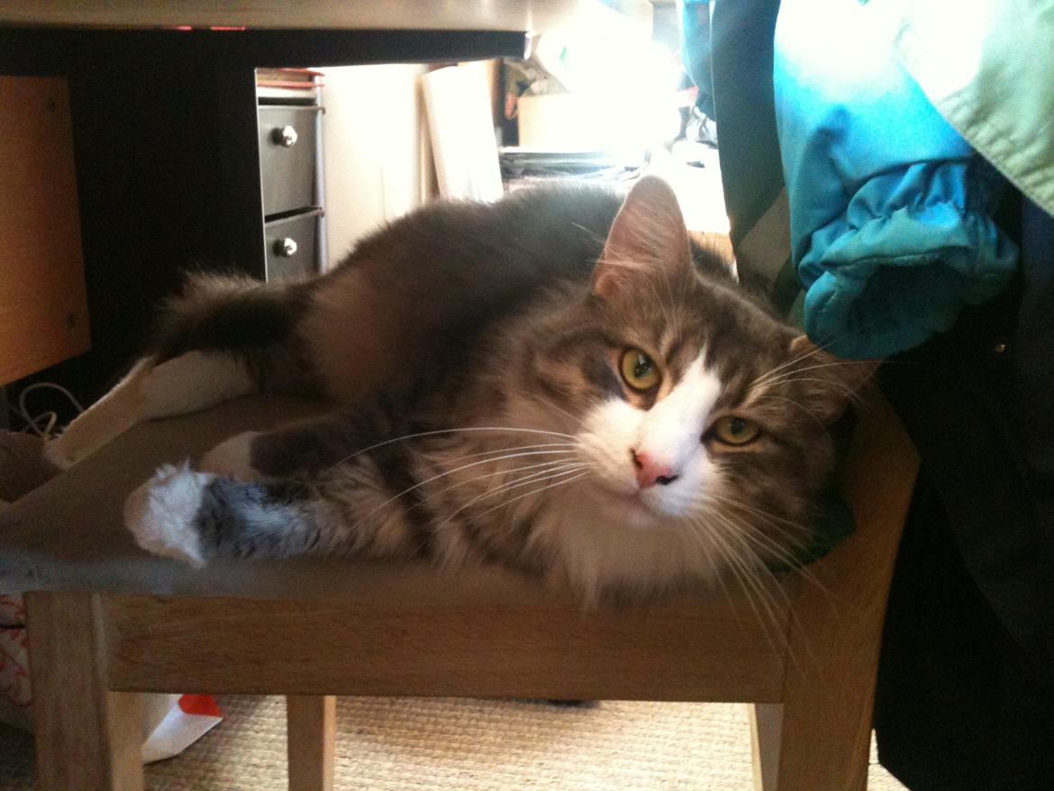 Blanding af racer Fandi billede 15