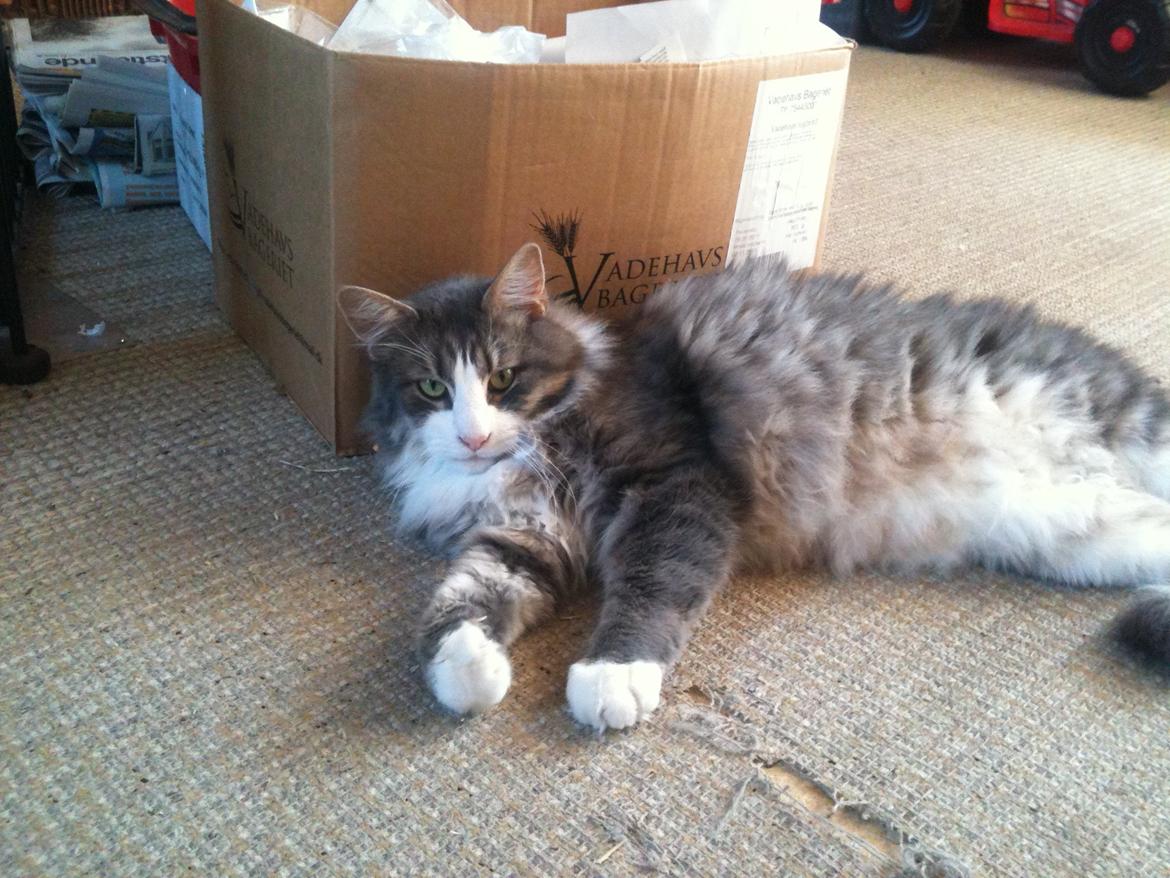 Blanding af racer Fandi billede 16